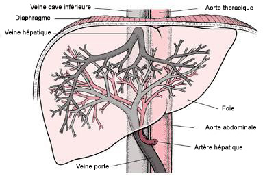 Anatomie du foie < monhepatogastro